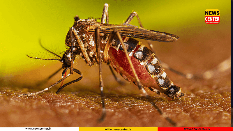  ඩෙංගු රෝගයෙන් මරණ 19ක් – වැඩිම රෝගීන් බස්නාහිර පළාතෙන්